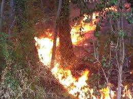 Incendi boschivi stato di massima pericolosità in tutto il Piemonte