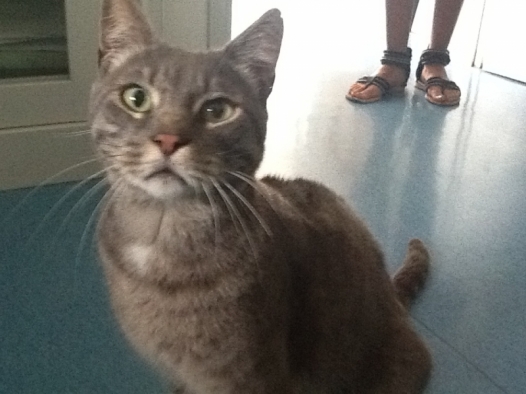 Ritrovato un gatto vicino alla Pacto