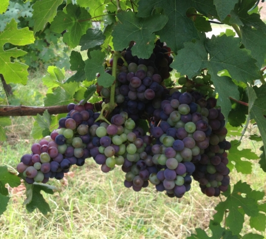 Vendemmia 2013: ‘un’ottima annata’