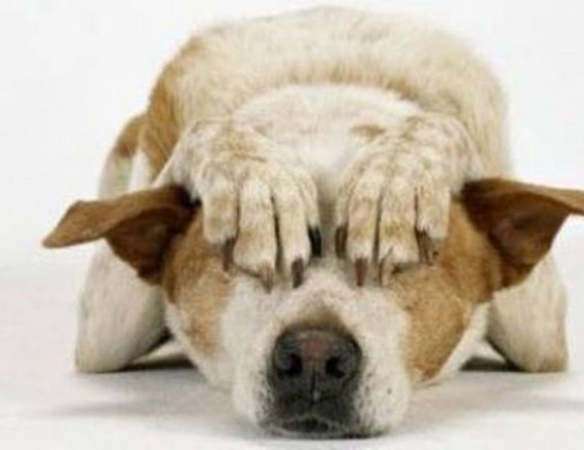Legambiente contro i botti per non far soffrire cani e gatti. I consigli dell’esperta