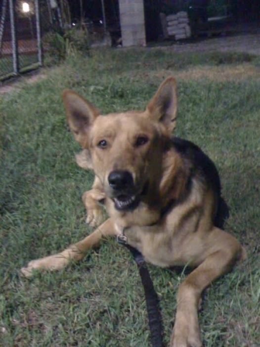 Aiutateci a trovare Woody