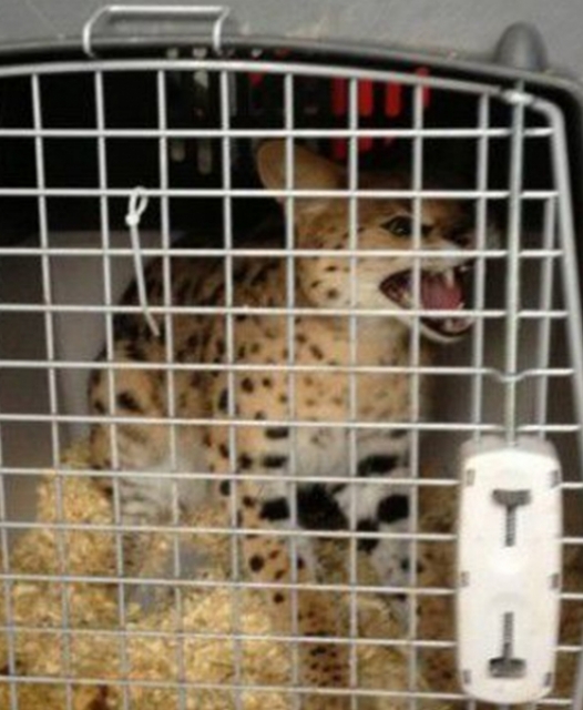 Un tir come l’arca di Noè. Sul mezzo anche una lince e un canguro