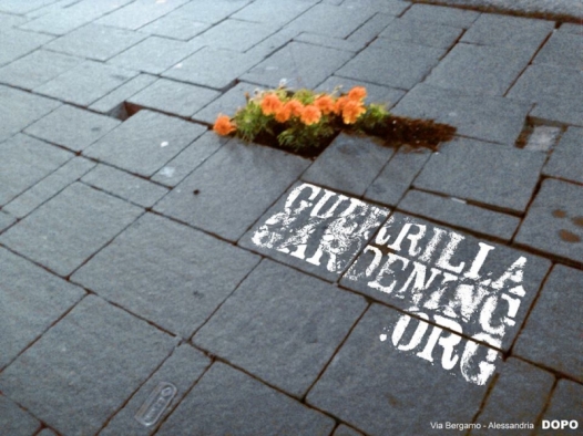 Nasce il gruppo ‘Guerrilla gardening Alessandria’ e mette a segno la prima azione: piantine nei buchi in via Bergamo