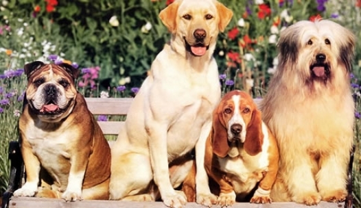 In passerella i cani piu’ alla moda