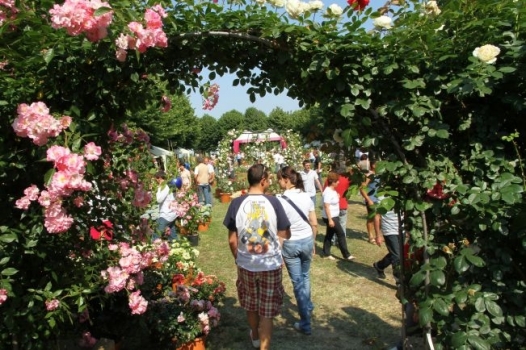 Gli ultimi eventi di Riso e Rose