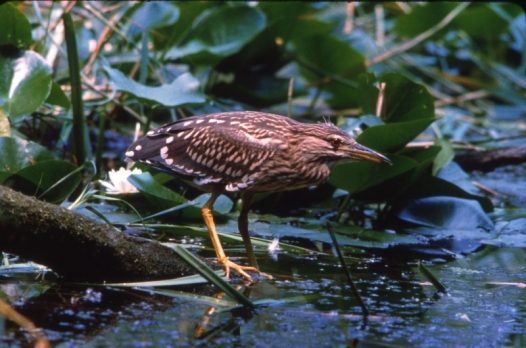 Immersi nella natura… scoprendo il Po