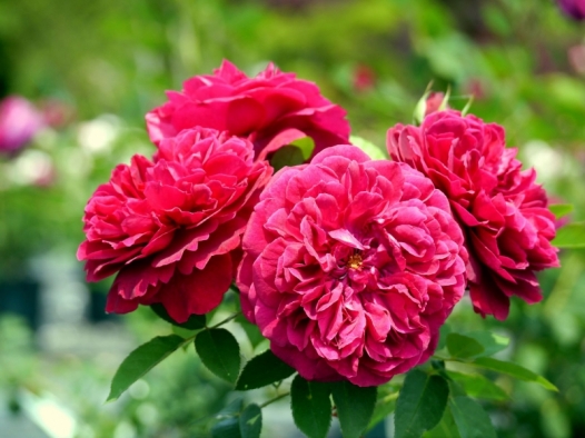 Domenica nel Monferrato tra… Riso e Rose