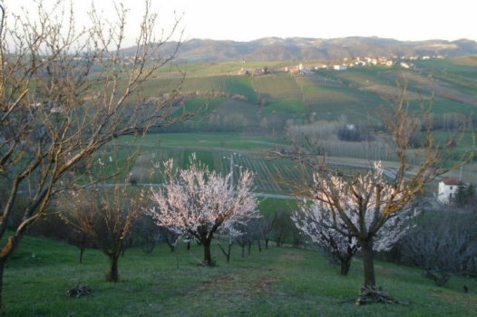 In arrivo anche ad Alessandria una parte degli 81,5 milioni sbloccati per la PAC