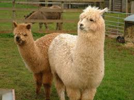 Dalle Ande alle colline del Monferrato: gli alpaca approdano in provincia e conquistano il successo