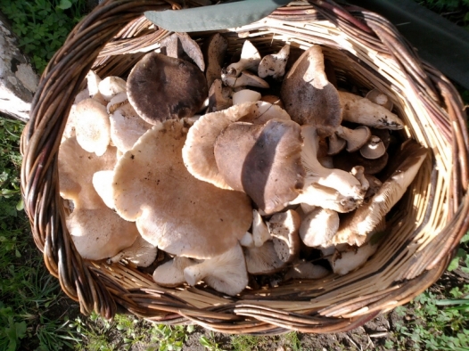 Un’estate che assomiglia all’autunno ed è boom di funghi