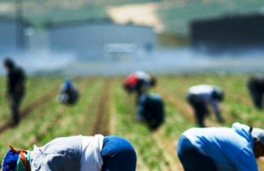In azienda agricola del tortonese 209 lavoratori irregolari