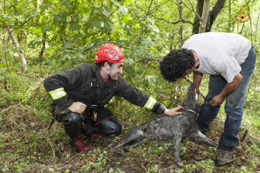 Vigili del Fuoco salvano un cane da caccia caduto in una cisterna