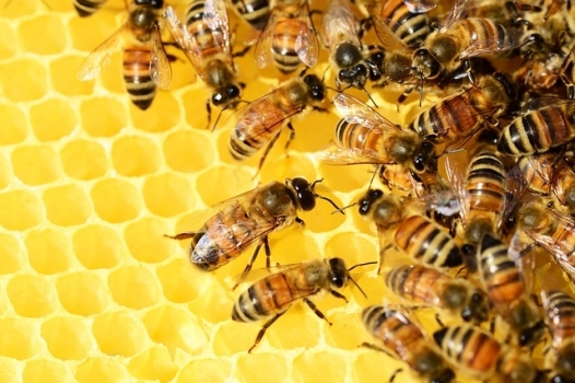 Ai minimi il miele negli alveari. Colpa dell’estate pazza