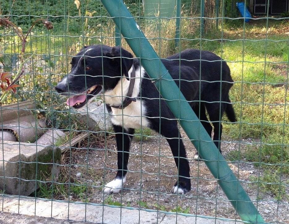 Nuovo canile per Valenza “nel segno della continuità con il passato”