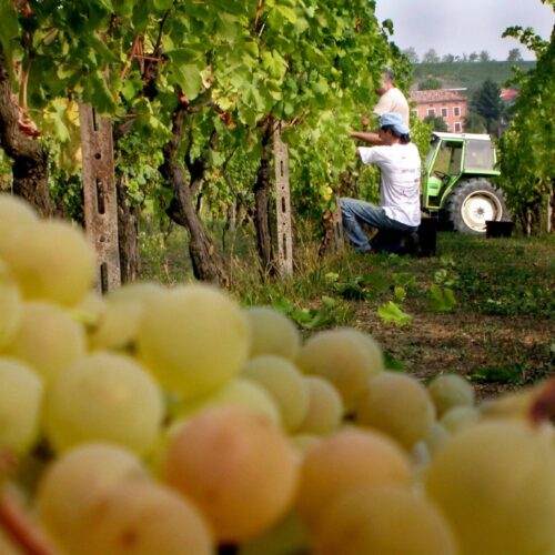 Tutto pronto per la vendemmia 2014