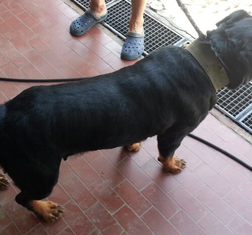 Cane abbandonato sulla A26: la Stradale chiede aiuto ai cittadini per rintracciare i padroni