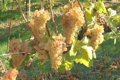 In sole due riunioni raggiunto l’accordo per il Gavi docg