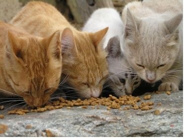 Riparte il censimento delle colonie feline del Comune di Alessandria