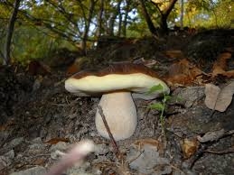 Stop al tesserino per raccogliere funghi in Piemonte