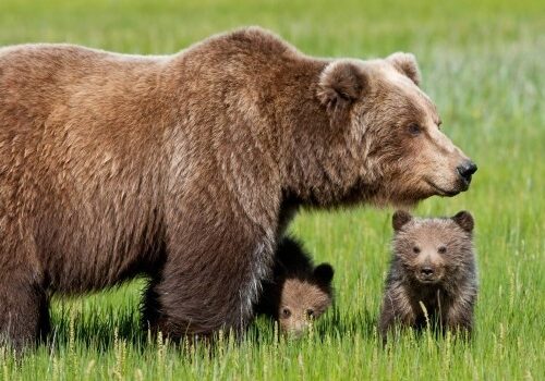 Il caso dell’Orsa Daniza spiegato dalla Lav
