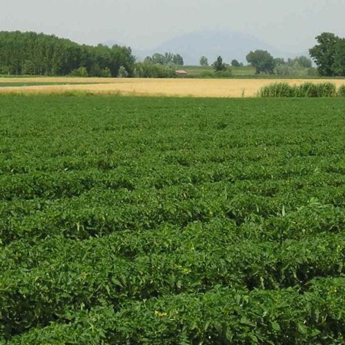 Maltempo: secondo la Cia non solo danni e problemi per l’agricoltura