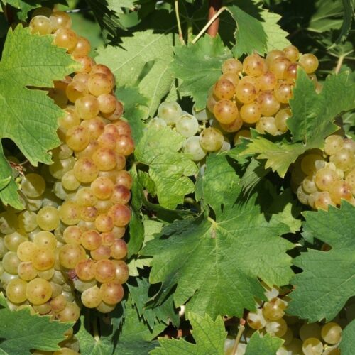 Raggiunto l’accordo sulle uve moscato. “Moderata soddisfazione” da parte di Agrinsieme   