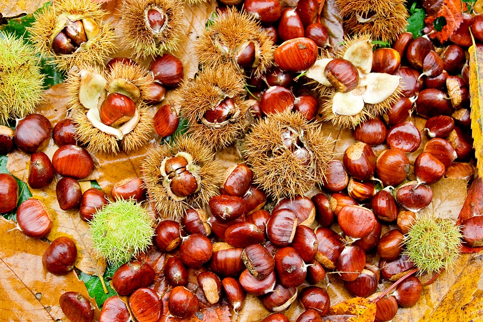 Cioccolato, zuppe, zucca, castagne e molto altro: tripudio di feste e sagre in provincia