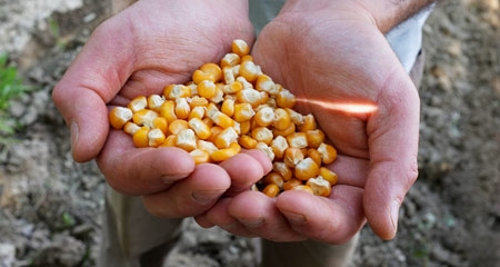 Prezzi dei cereali mai così bassi:  la Cia pronta a chiedere lo stato di crisi per tutelare  il reddito degli imprenditori