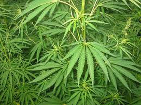 Coltiva cannabis nell’orto: denunciato 45enne di Spinetta
