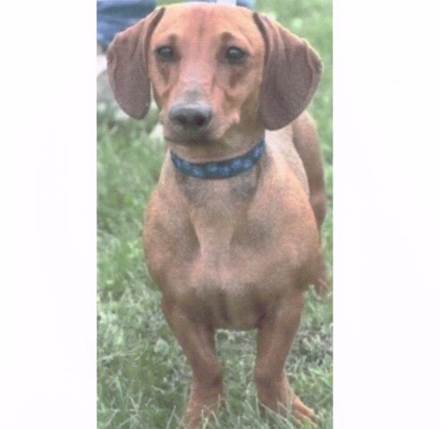 Ritrovato il cane bassotto smarrito giorni fa