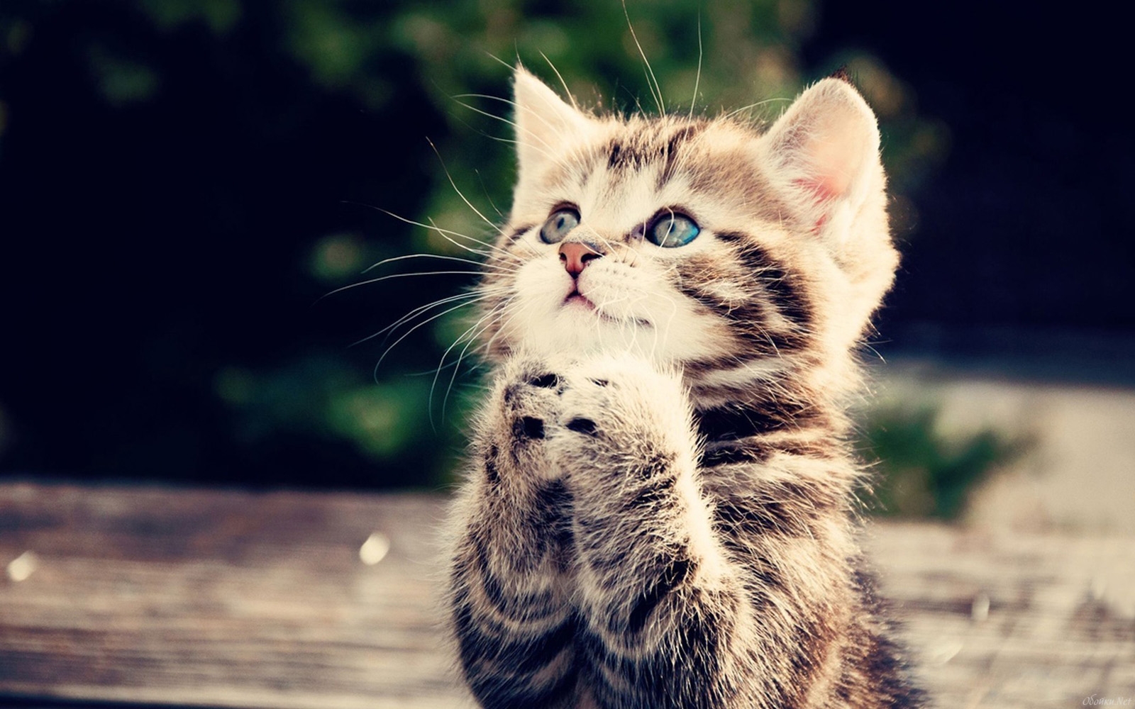 Sabato la distribuzione del cibo della Giornata della Raccolta Alimentare Animali ai responsabili delle colonie feline di Alessandria