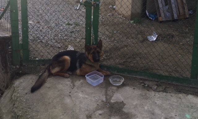 Lega il suo cane con una catena troppo corta: denunciata la proprietaria