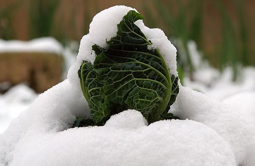 I numeri della nevicata di mercoledì: accumuli fino a 50 centimetri