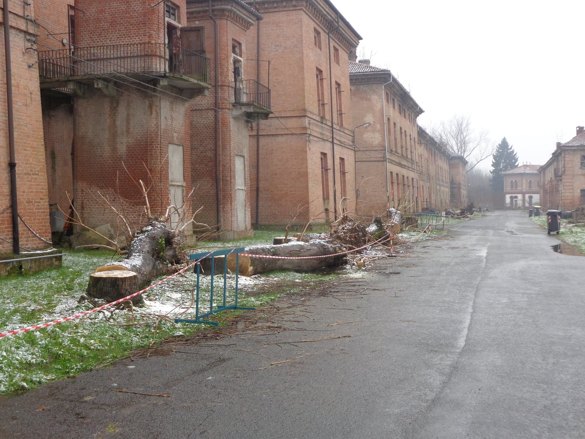 Iniziati i lavori alla Cittadella per la rimozione dell’ailanto [FOTO]