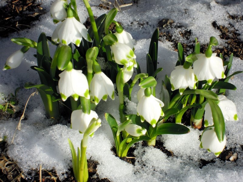 Nel fine settimana sboccia la “primavera di gennaio”