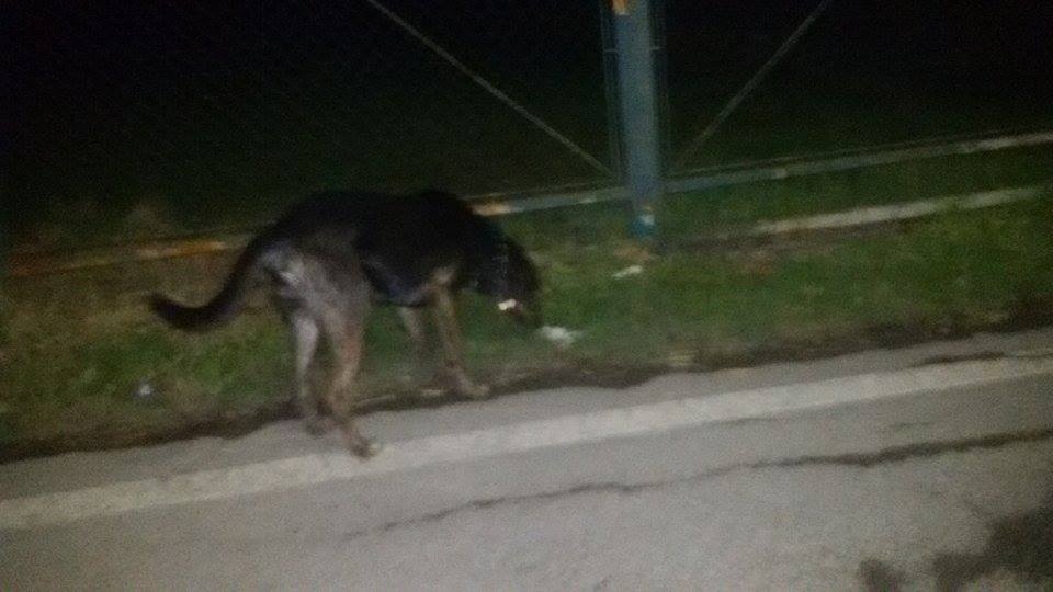 Cane con collare e medaglietta avvistato nel tortonese