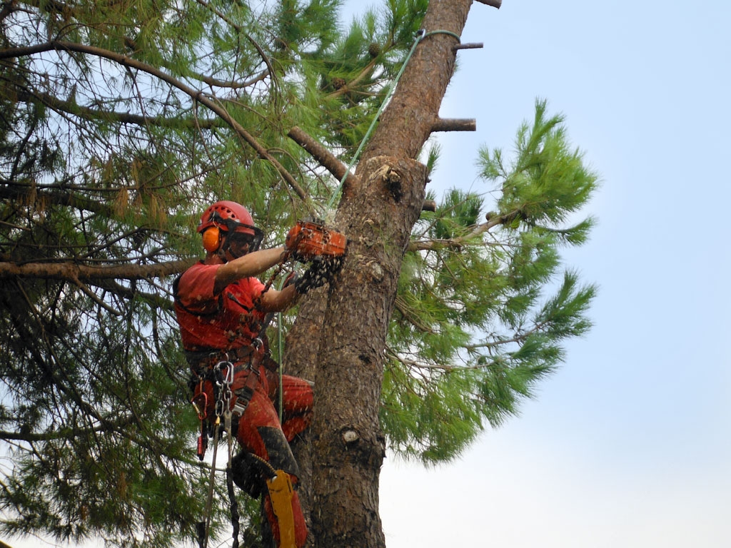 Tempo permettendo al via da questo martedì i lavori per “valorizzare il patrimonio arboreo” di Casale Monferrato   