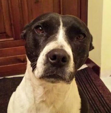 Pitbull smarrito nel tortonese. Aiutiamo i padroni a ritrovarlo