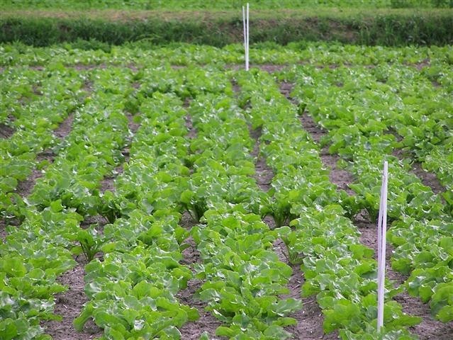 Zuccherificio “taglia” 210  aziende produttrici di barbabietole del territorio. Perso indotto da 5 milioni di euro