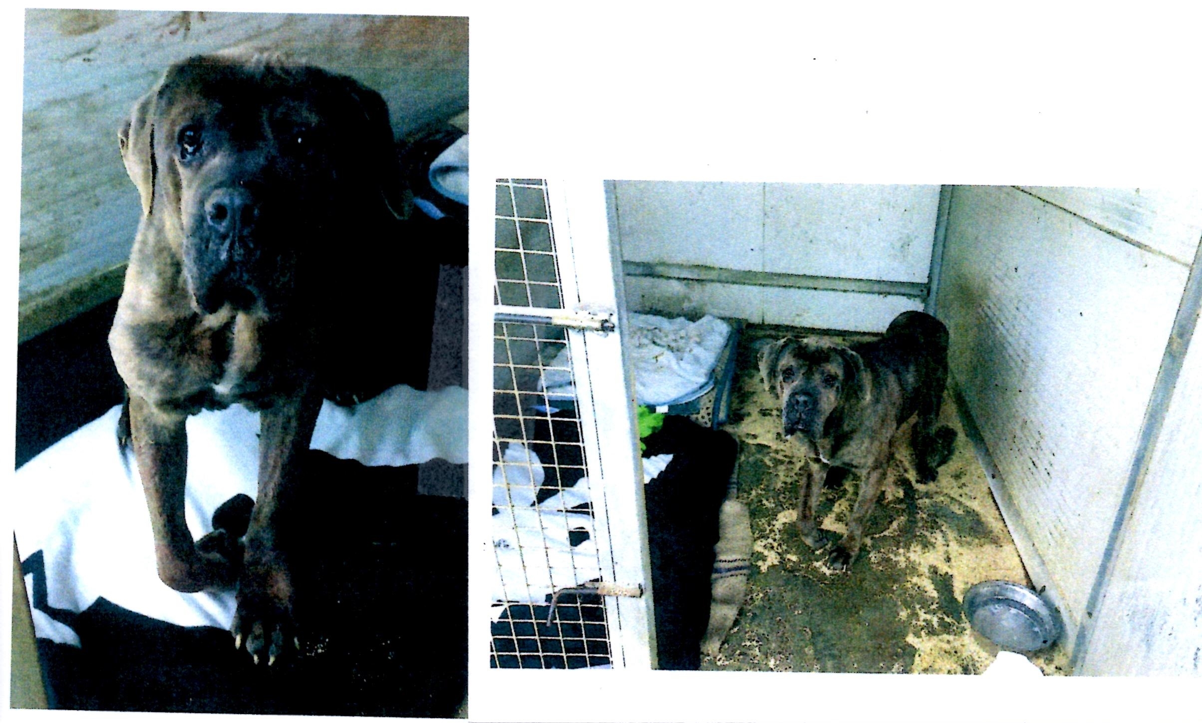 Raffica di mail al Comune di Alessandria per riportare a casa il cane Ettore