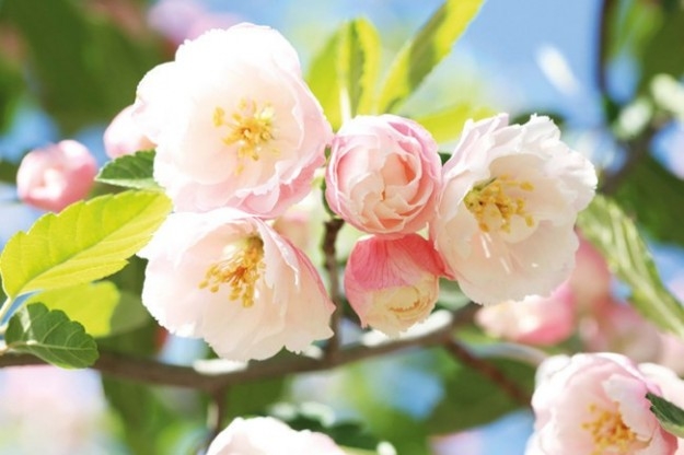 Aspettando la Primavera Alessandrina e Floreale torna il concorso per creare la vetrina più bella