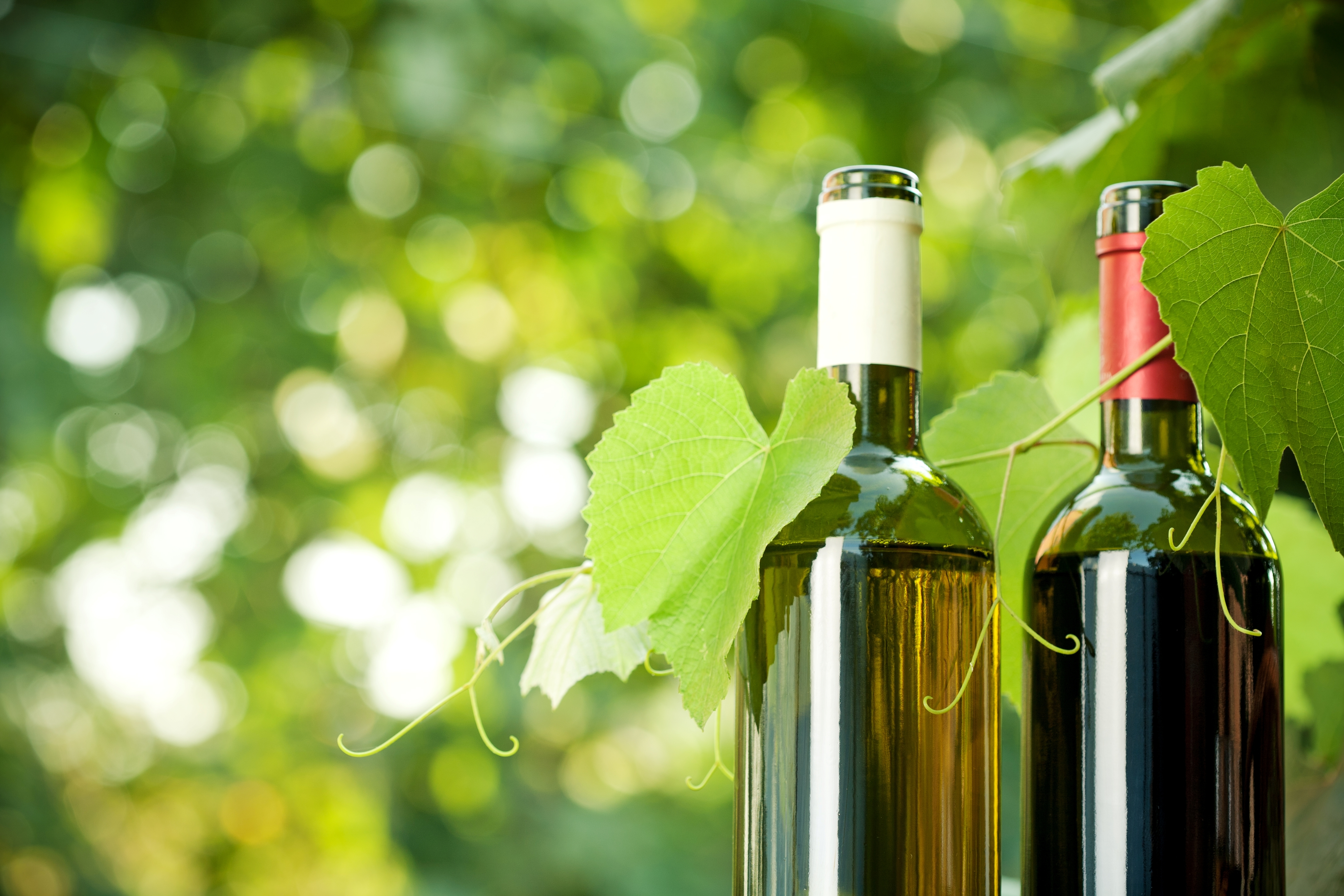 Vini naturali e mercatino di semi alla Ristorazione
