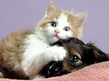 Animali in città: per Legambiente la qualità di vita di cani e gatti ad Alessandria è solo “sufficiente”   