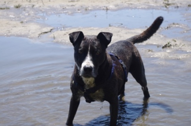 Cane smarrito a Molino dei Torti. RITROVATO
