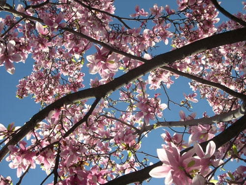 La Primavera alessandrina sta arrivando!