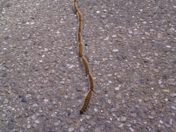 Se vedete dei bruchi in fila indiana, non toccateli [FOTO]