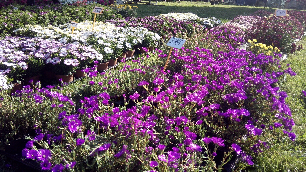 Grande successo per Floreale 2015   