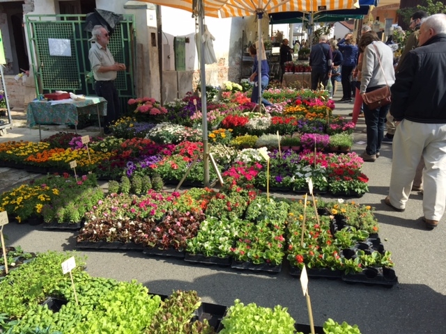 Una variopinta tavolozza di colori per “Frascaro in Fiore” [FOTO]