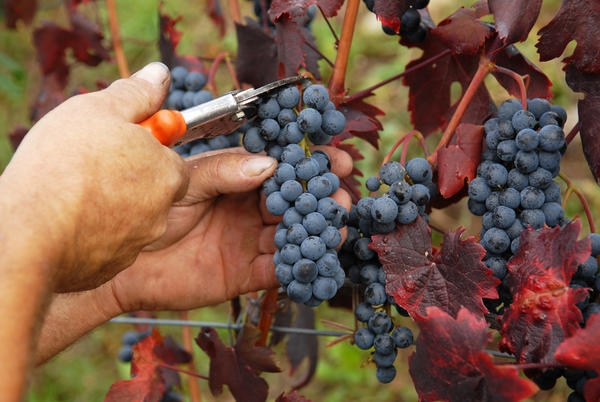 Società vitivinicola casalese evade un milione e duecentomila euro