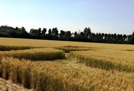 Il “Crop Circle” a Pontecurone [VIDEO]